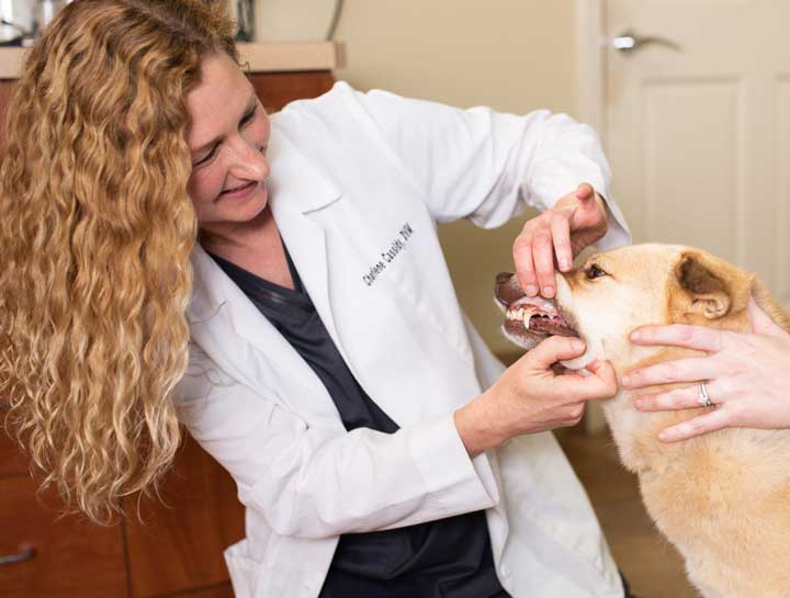 Pet Dental Care in Raleigh
