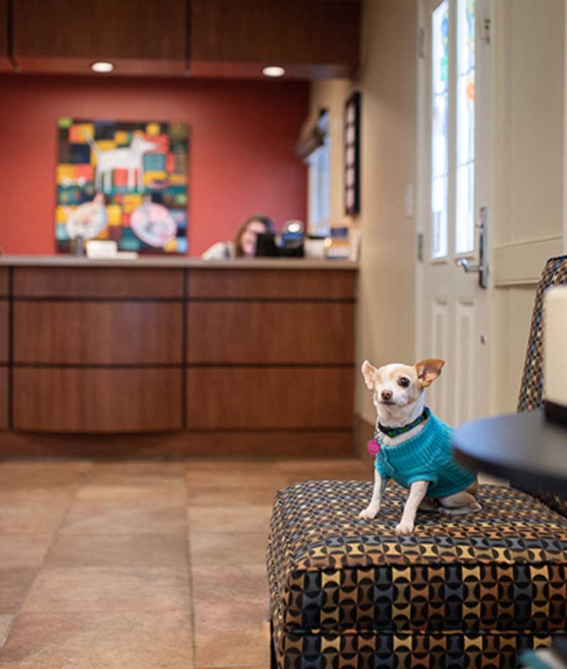 Raleigh Pet Hospital