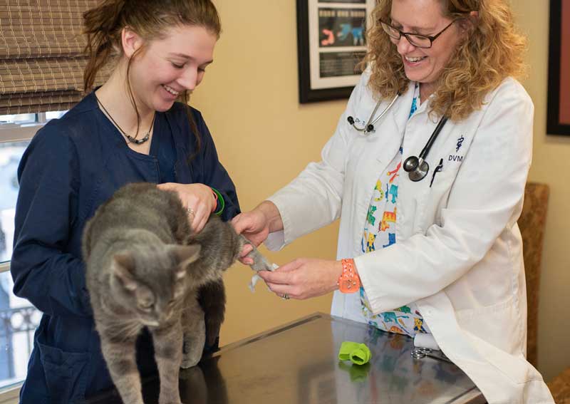 Carousel Slide 3: Cat veterinary exams