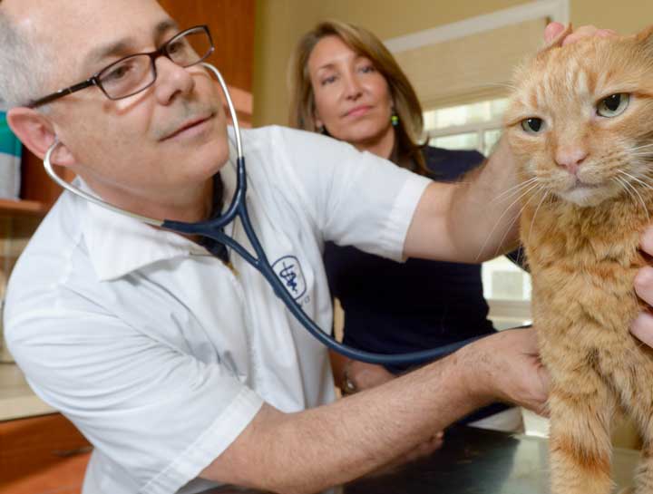 Preventive Care for Cats